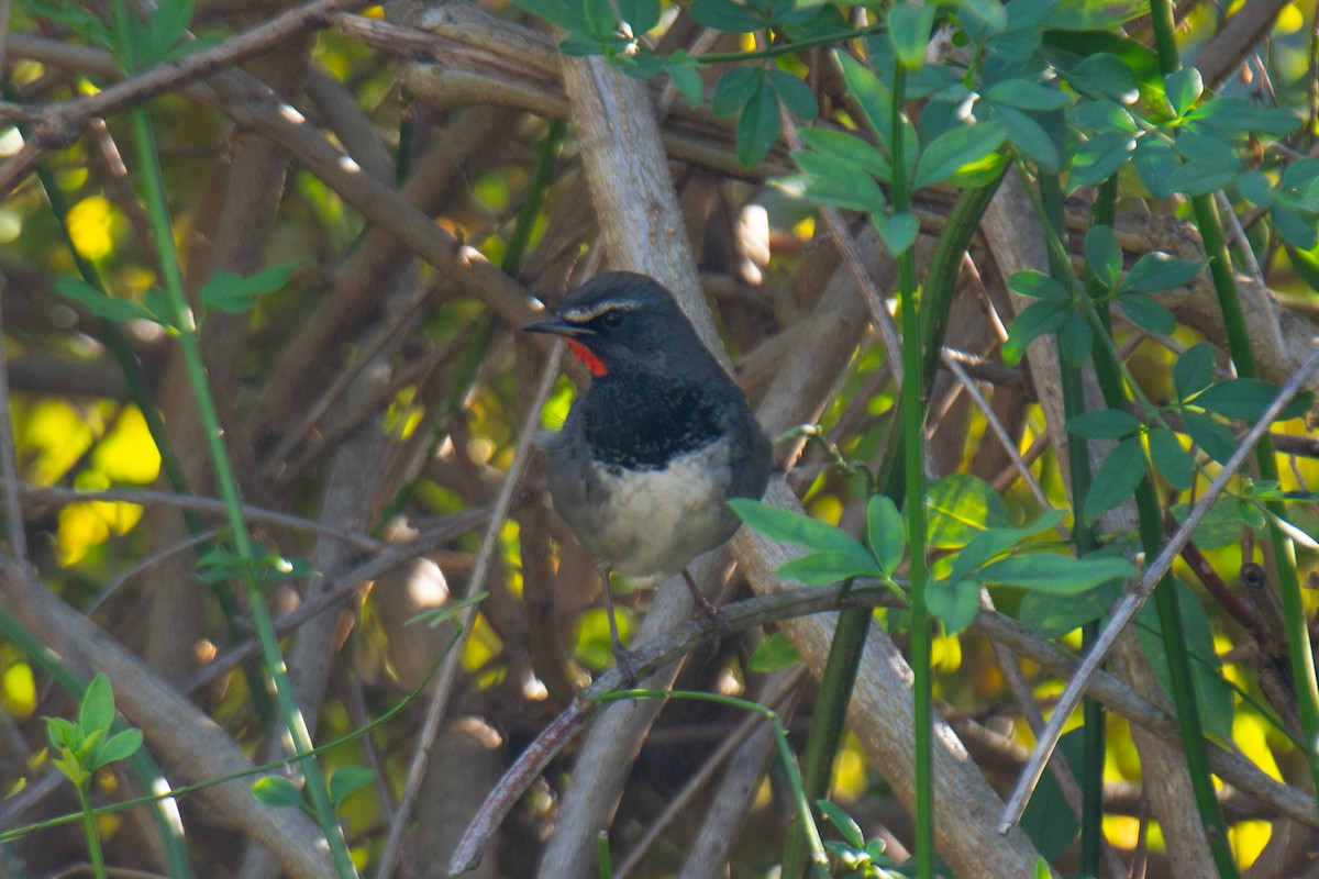 Himalayan Rubythroat - ML647223399