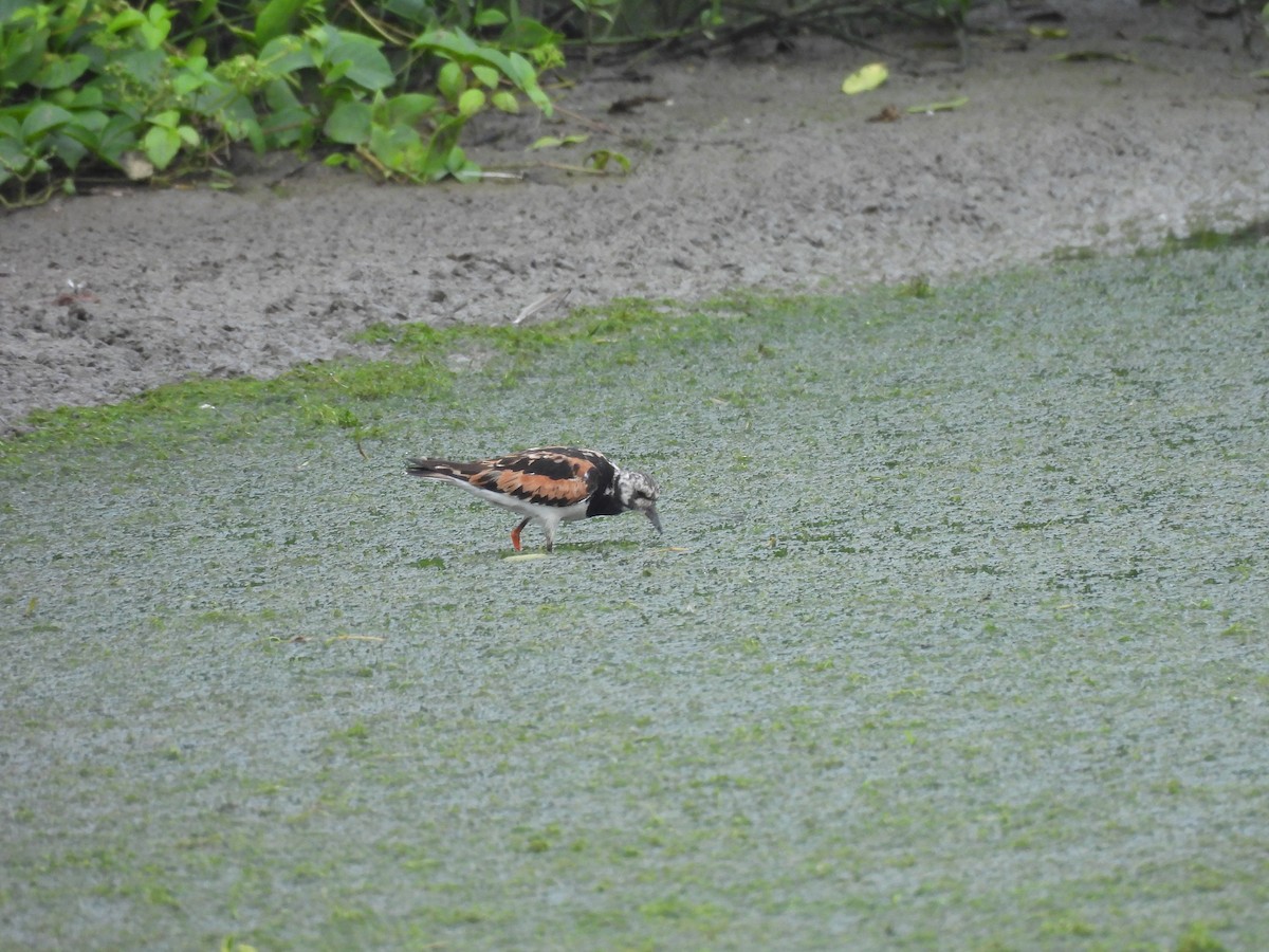 Ruddy Turnstone - ML647223400