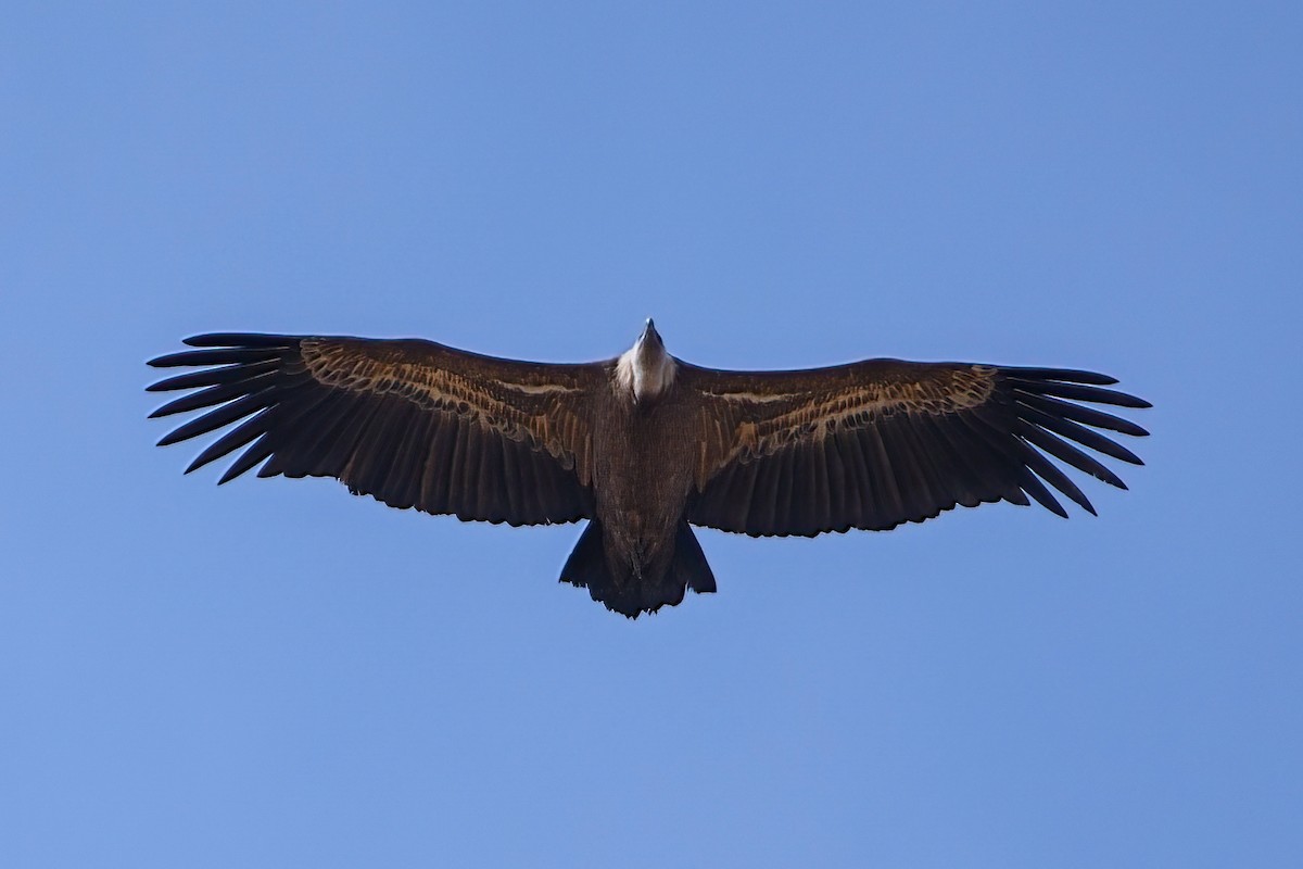 Eurasian Griffon - ML647223401