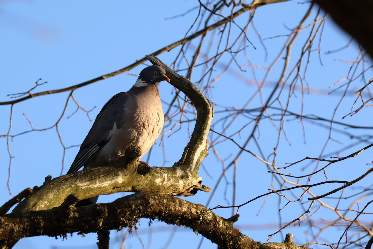 Common Wood-Pigeon - ML647223403