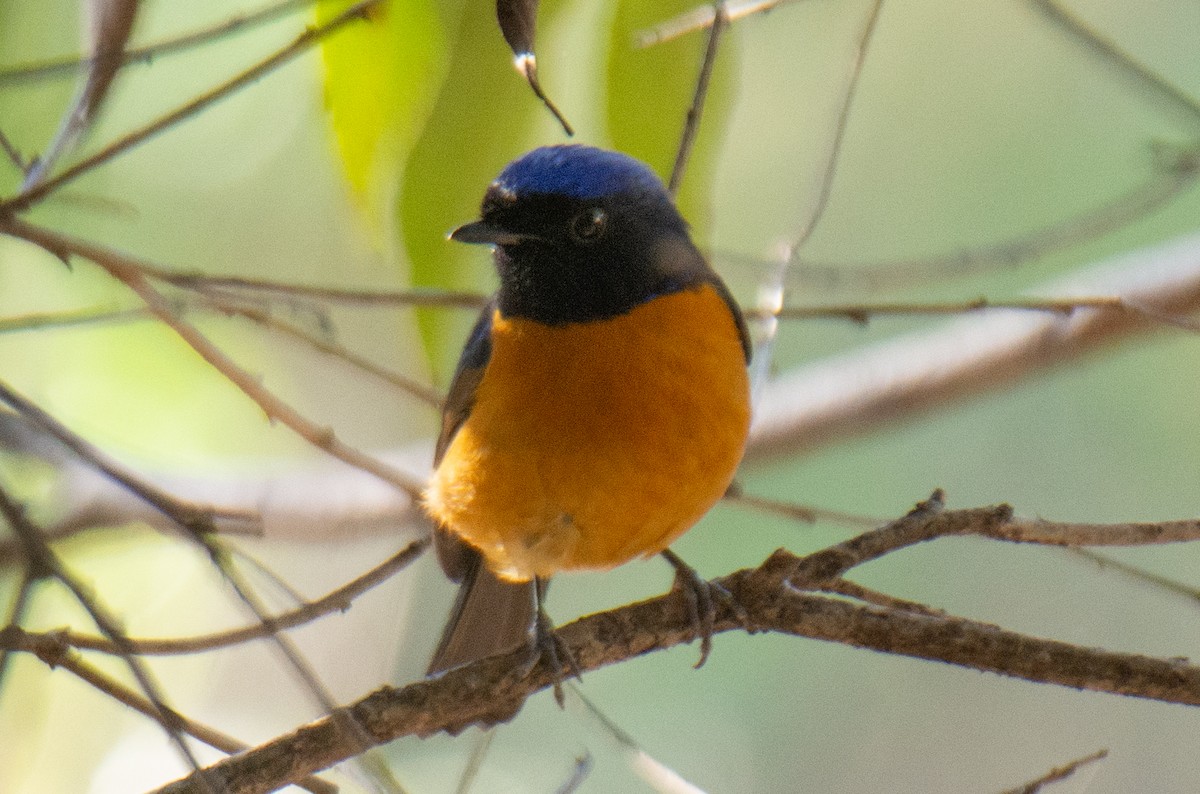 Rufous-bellied Niltava - ML647223405