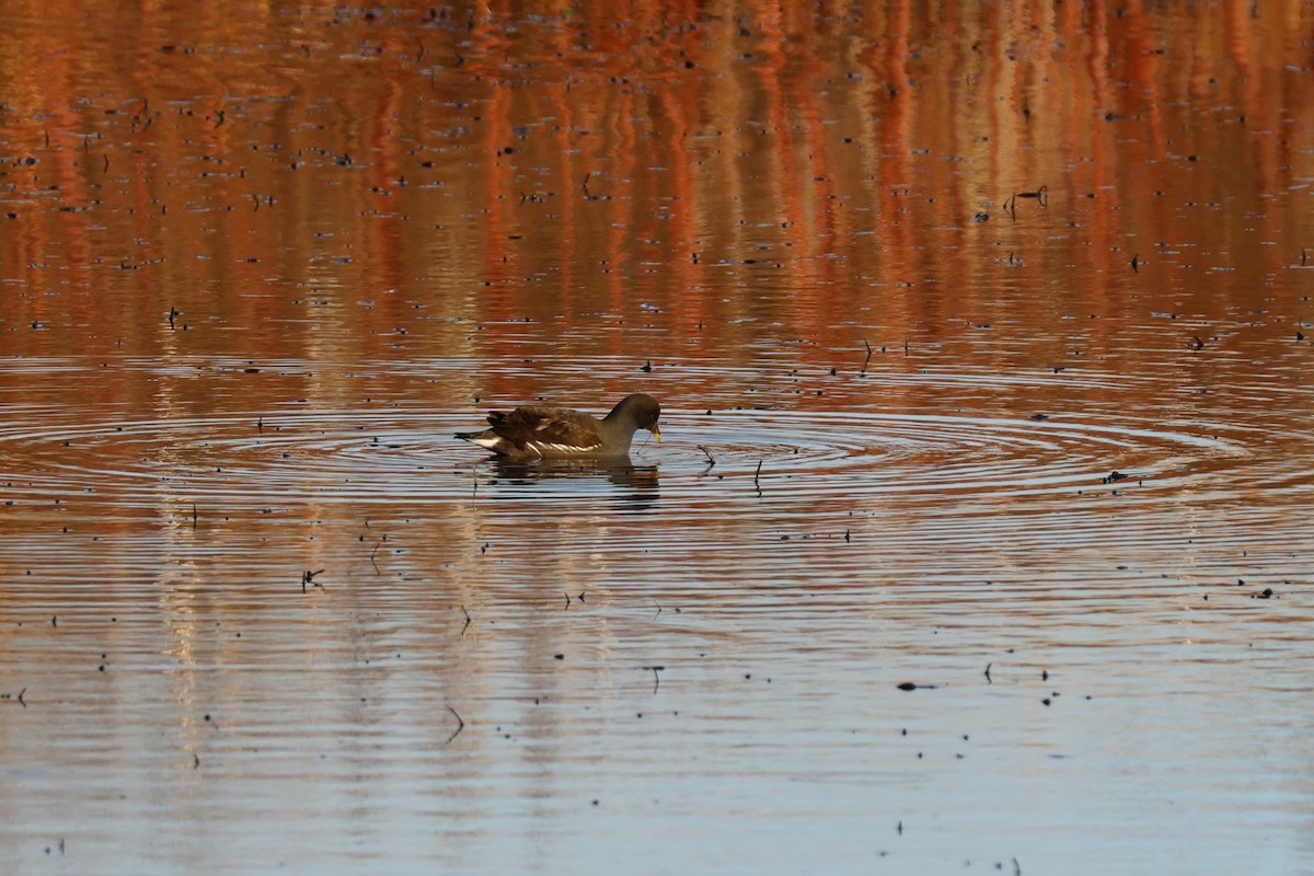 Eurasian Moorhen - ML647223406