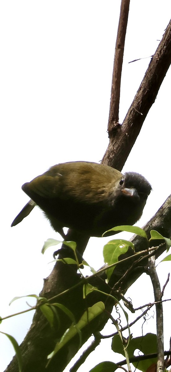 Green Barbet (Misuku Hills) - ML647223407