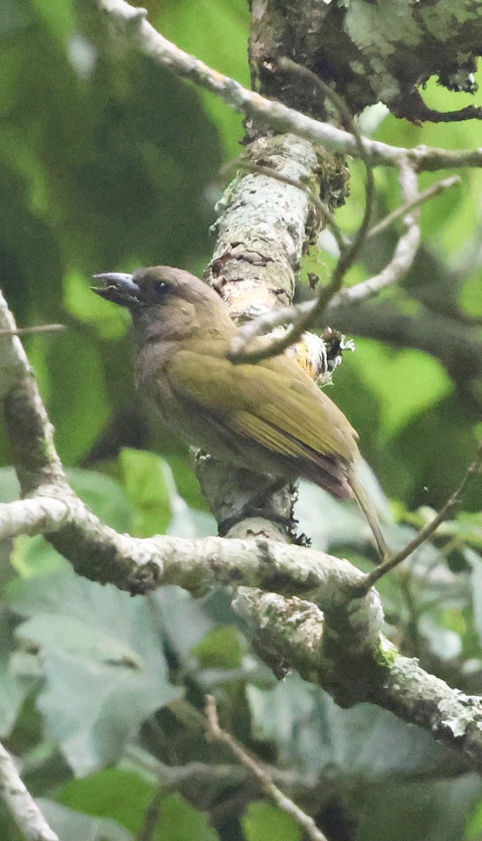 Green Barbet (Misuku Hills) - ML647223408