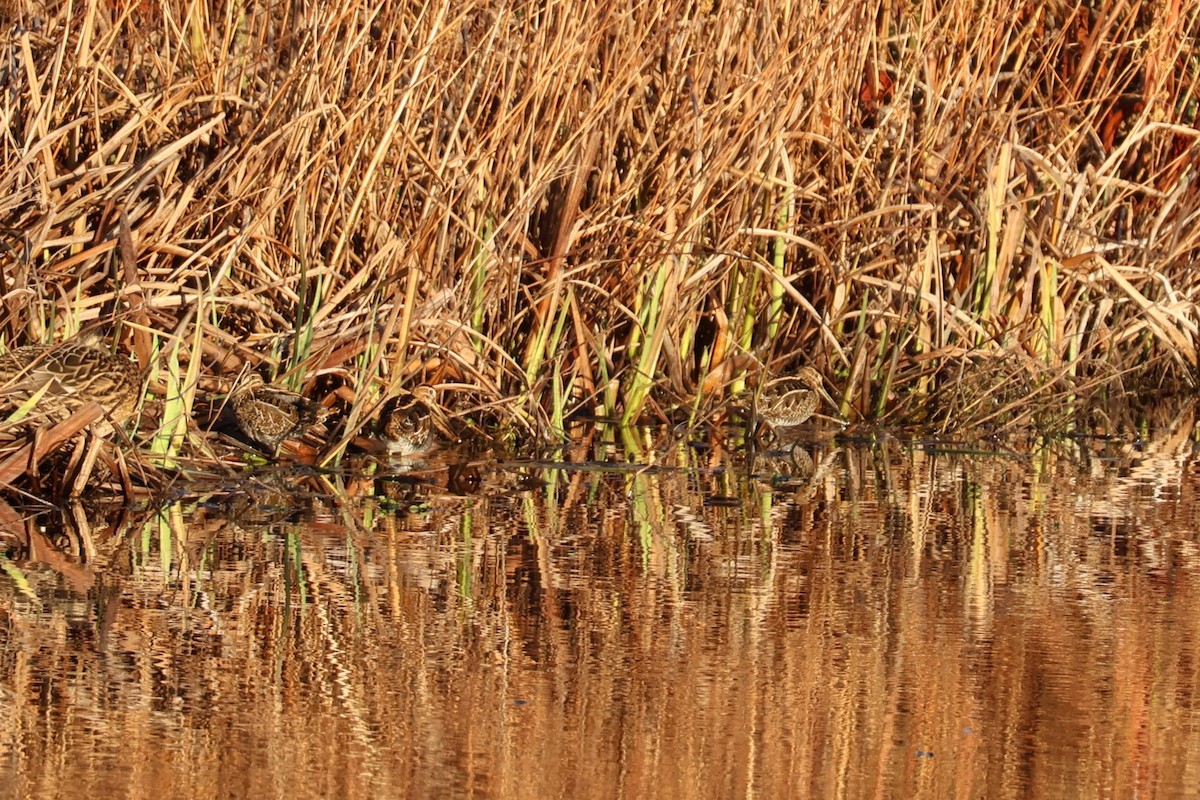 Common Snipe - ML647223409