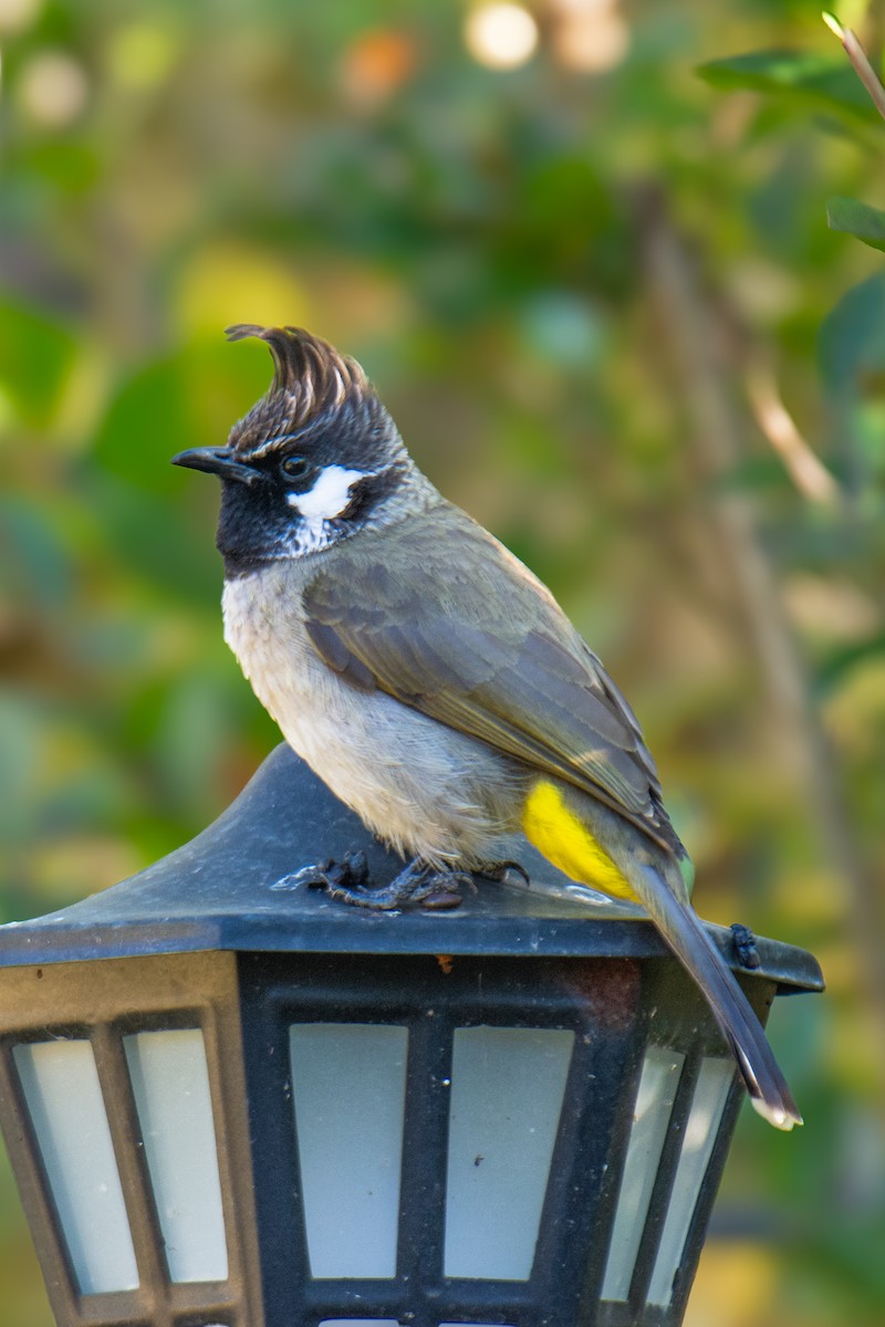 Himalayan Bulbul - ML647223410