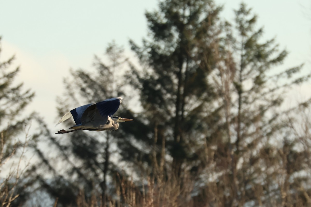 Gray Heron - ML647223411