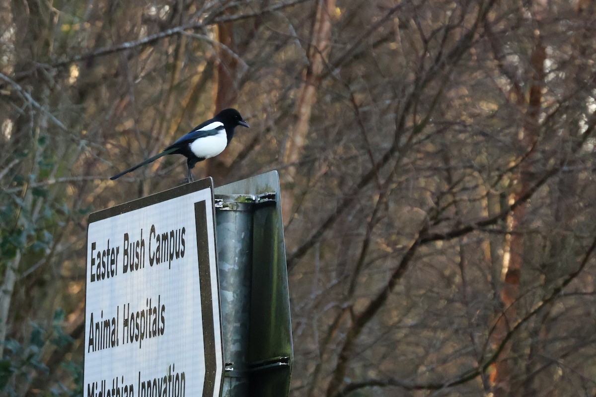 Eurasian Magpie - ML647223413