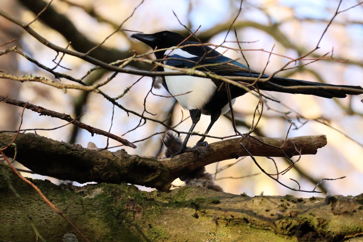 Eurasian Magpie - ML647223414