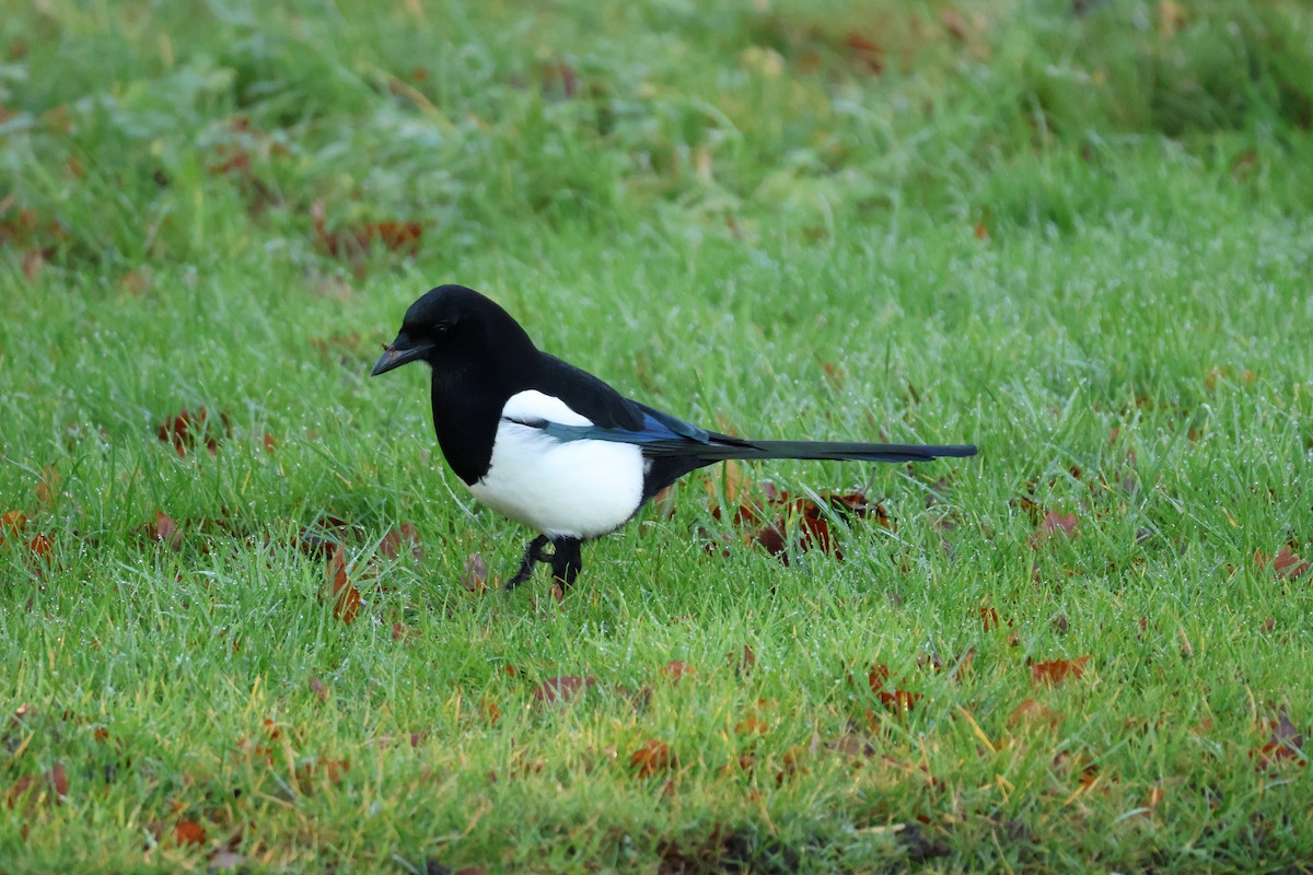 Eurasian Magpie - ML647223415