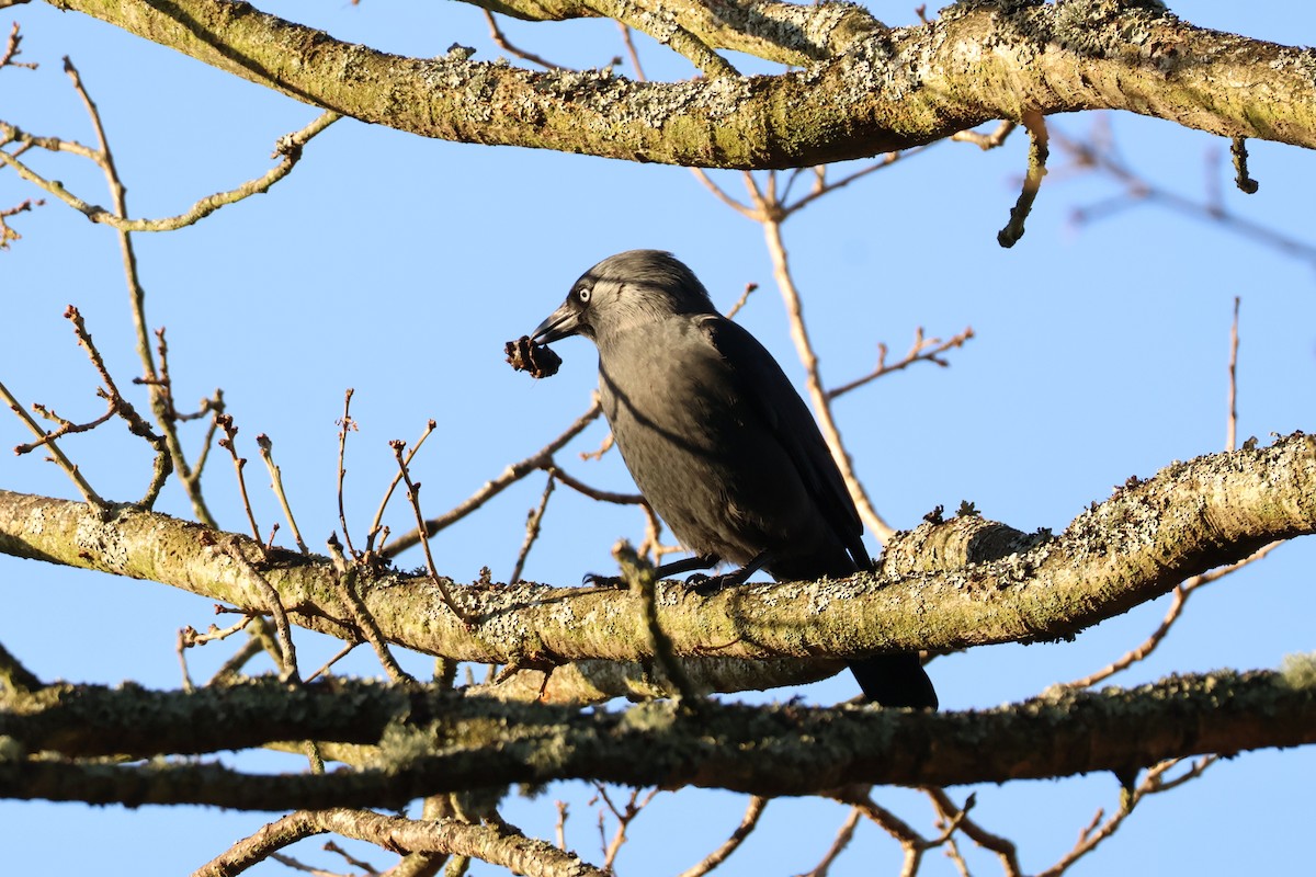 Eurasian Jackdaw - ML647223417