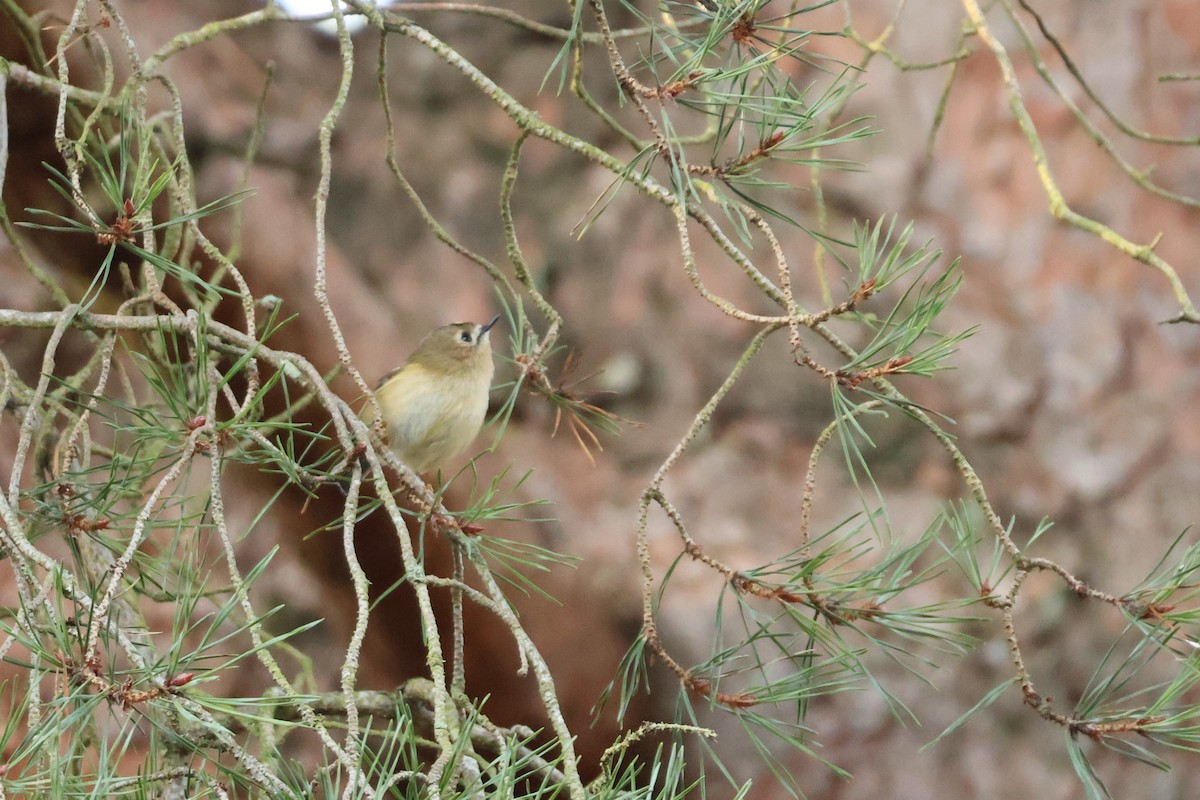 Goldcrest - ML647223420