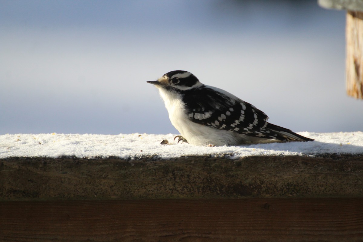 Downy Woodpecker - ML647223421