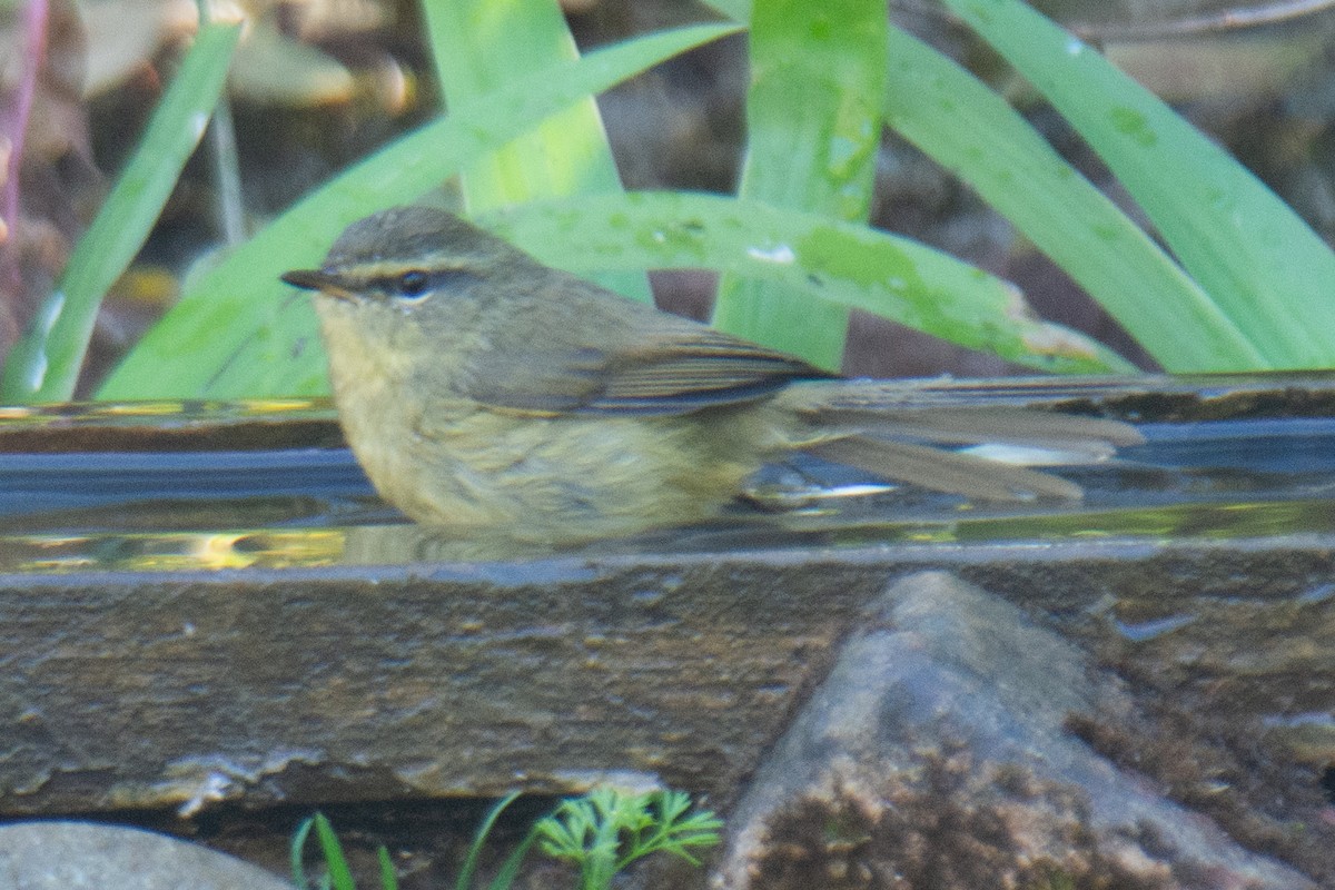 Aberrant Bush Warbler - ML647223424