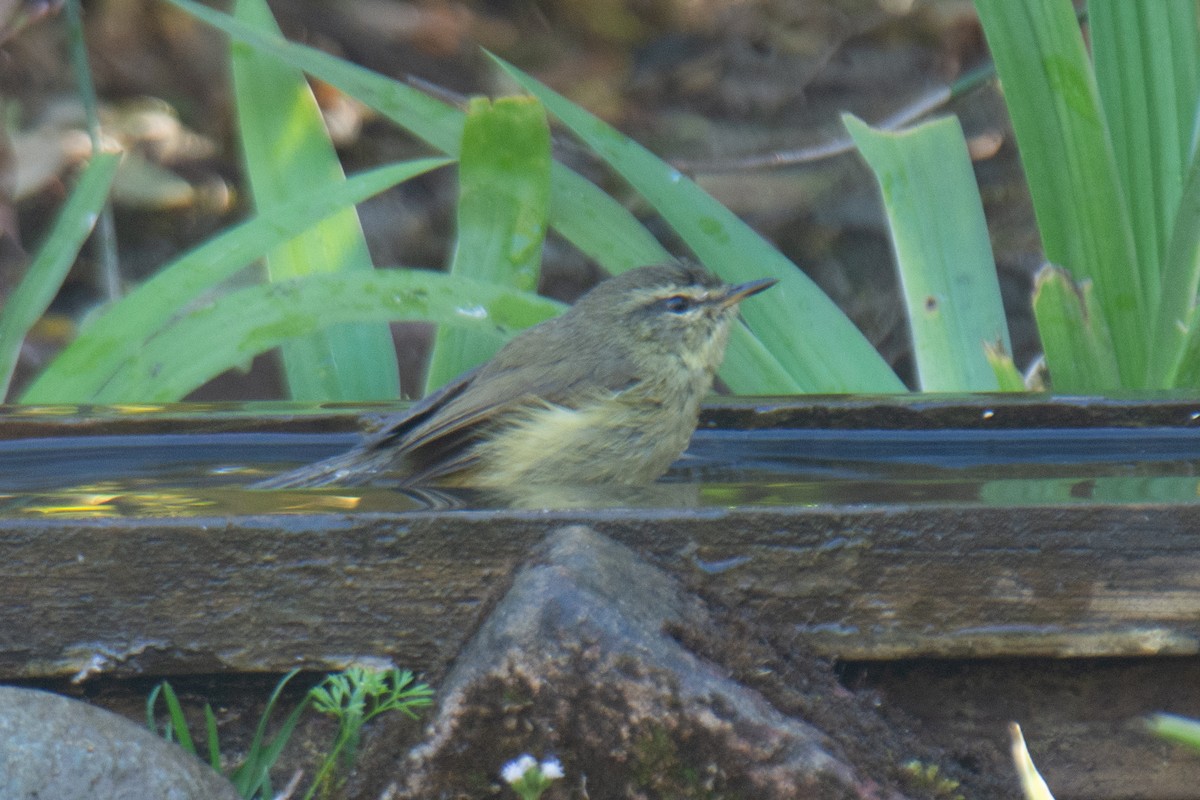 Aberrant Bush Warbler - ML647223425