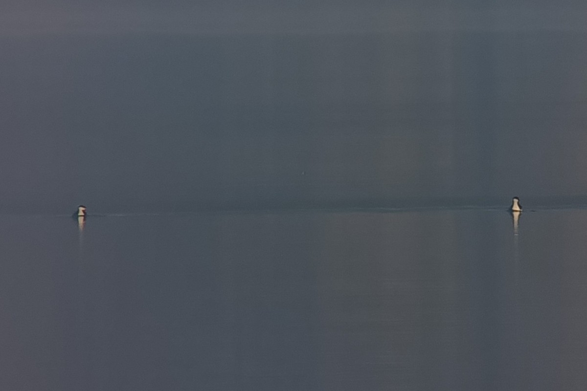 Horned Grebe - ML647223432