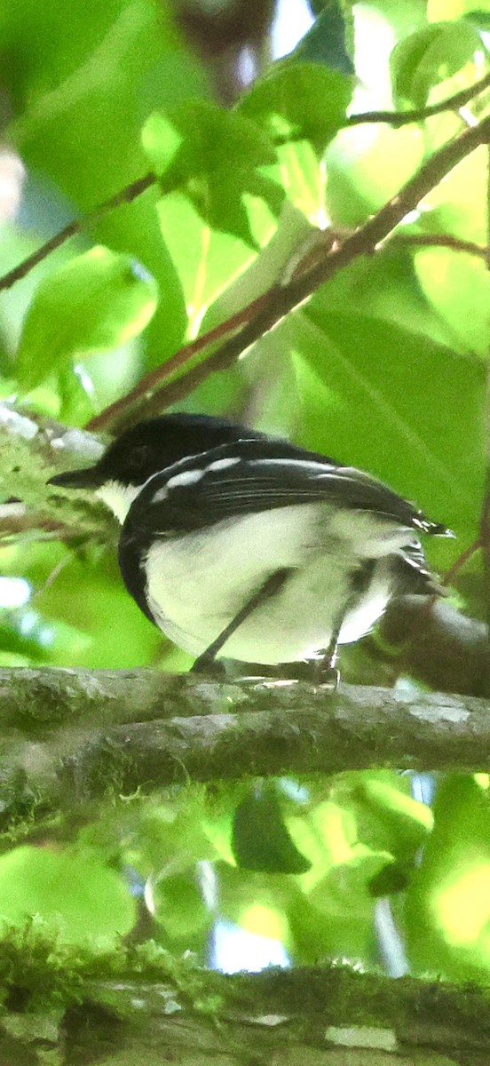 アカバネセワタビタキ - ML647223436