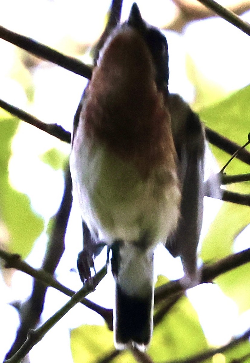 アカバネセワタビタキ - ML647223437