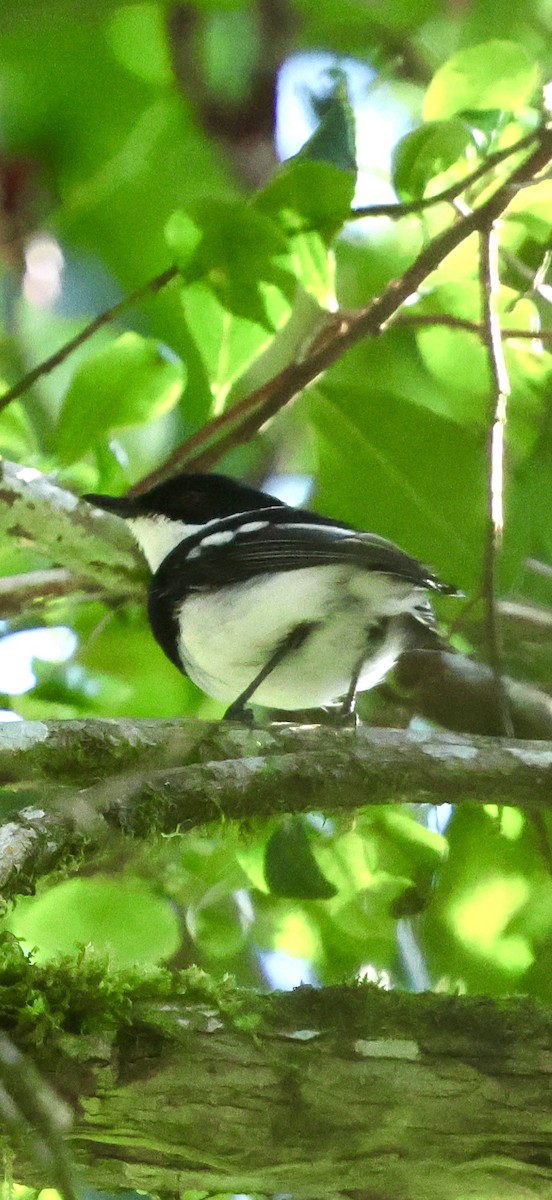 アカバネセワタビタキ - ML647223438