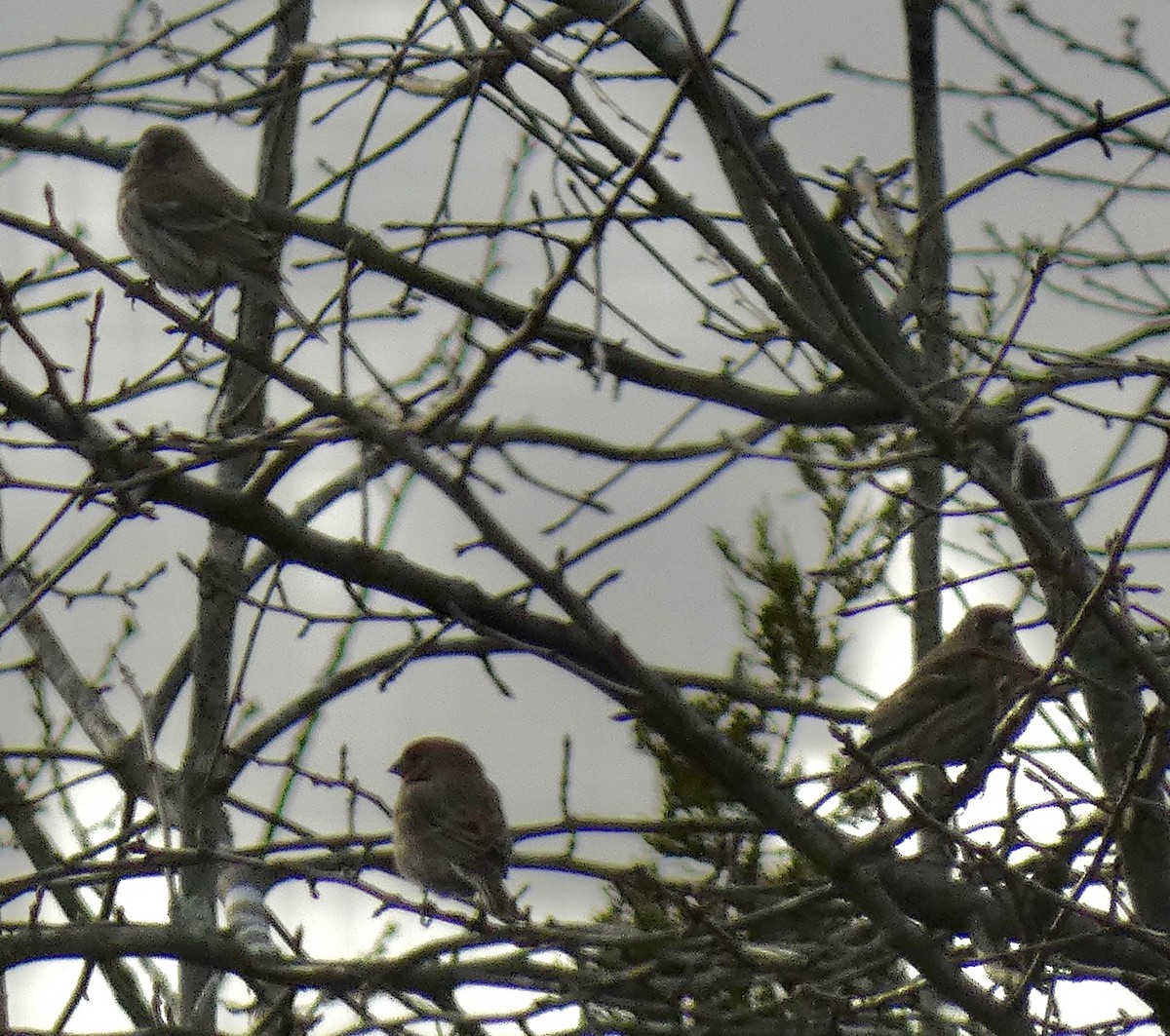 House Finch - ML647223439