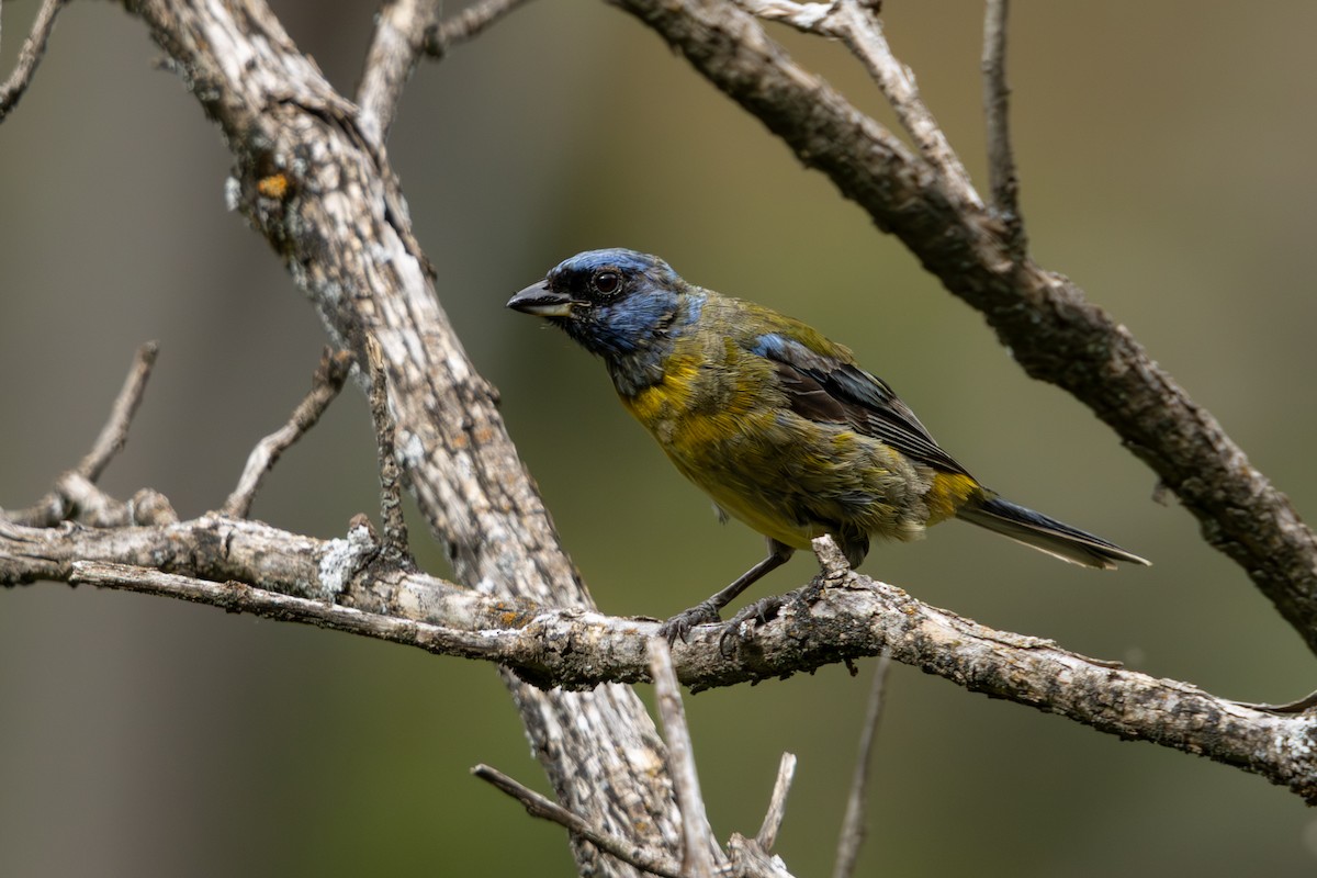 ミナミズアオフウキンチョウ - ML647223440