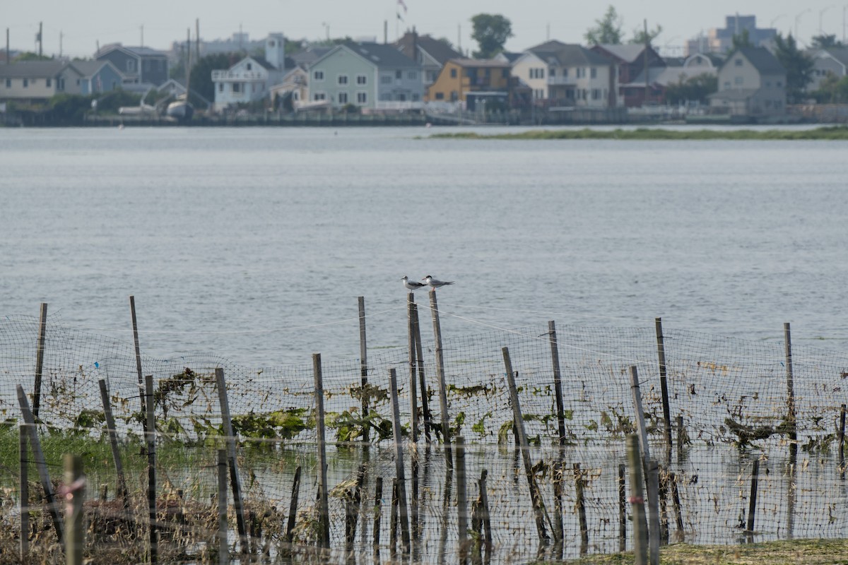 ヒメカモメ - ML647223442