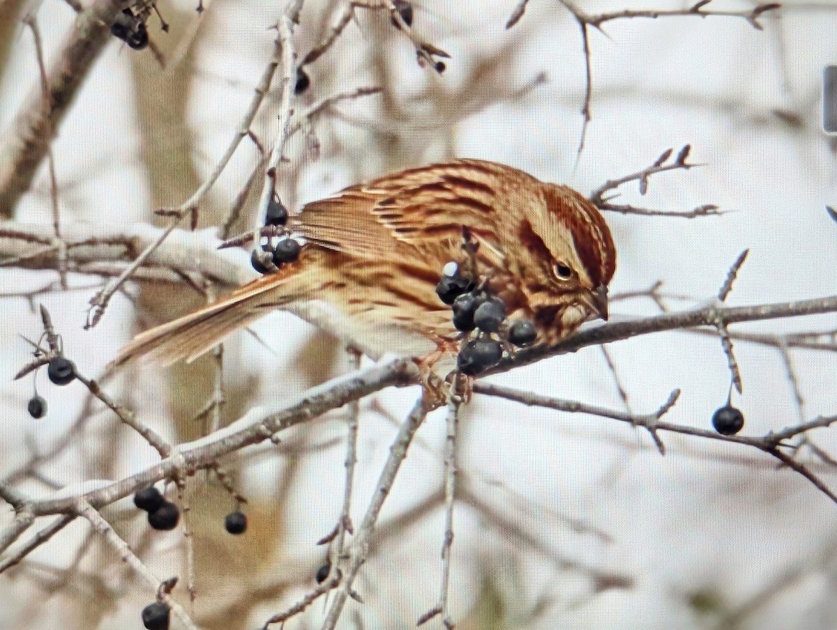 ウタスズメ（melodia／atlantica） - ML647223443