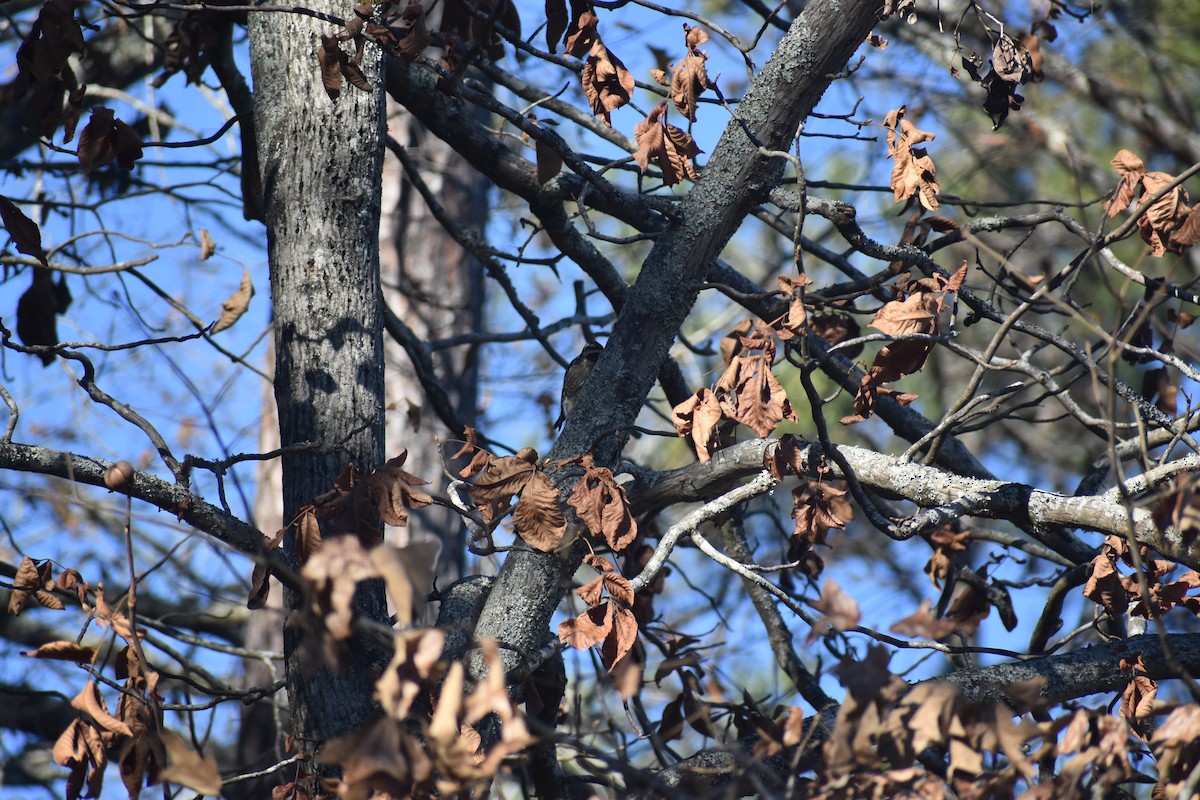 シルスイキツツキ - ML647223449