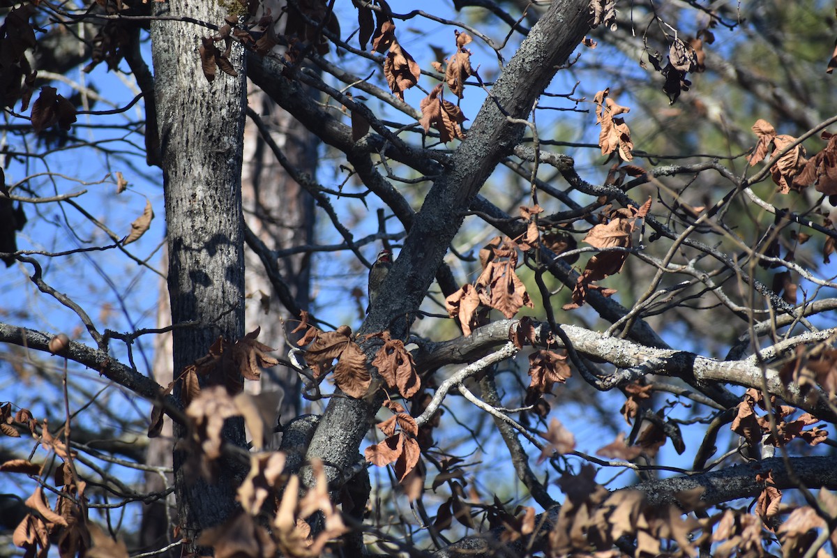 シルスイキツツキ - ML647223450