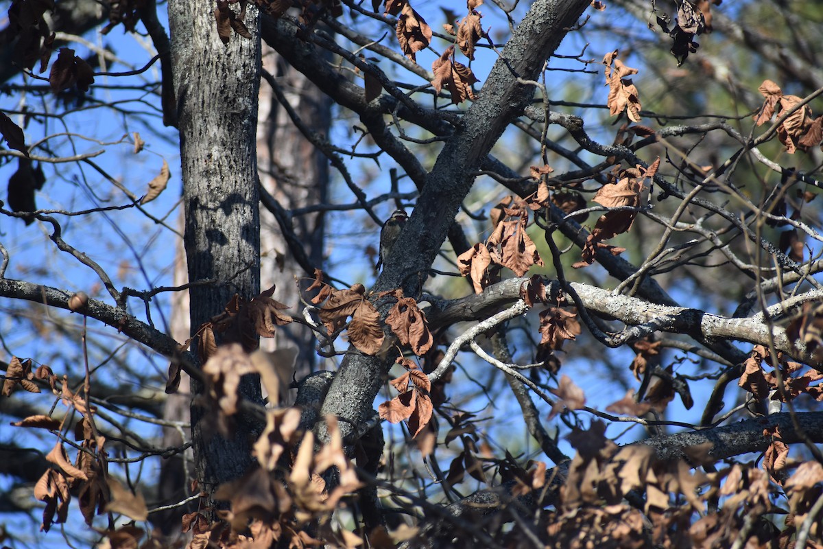 シルスイキツツキ - ML647223451