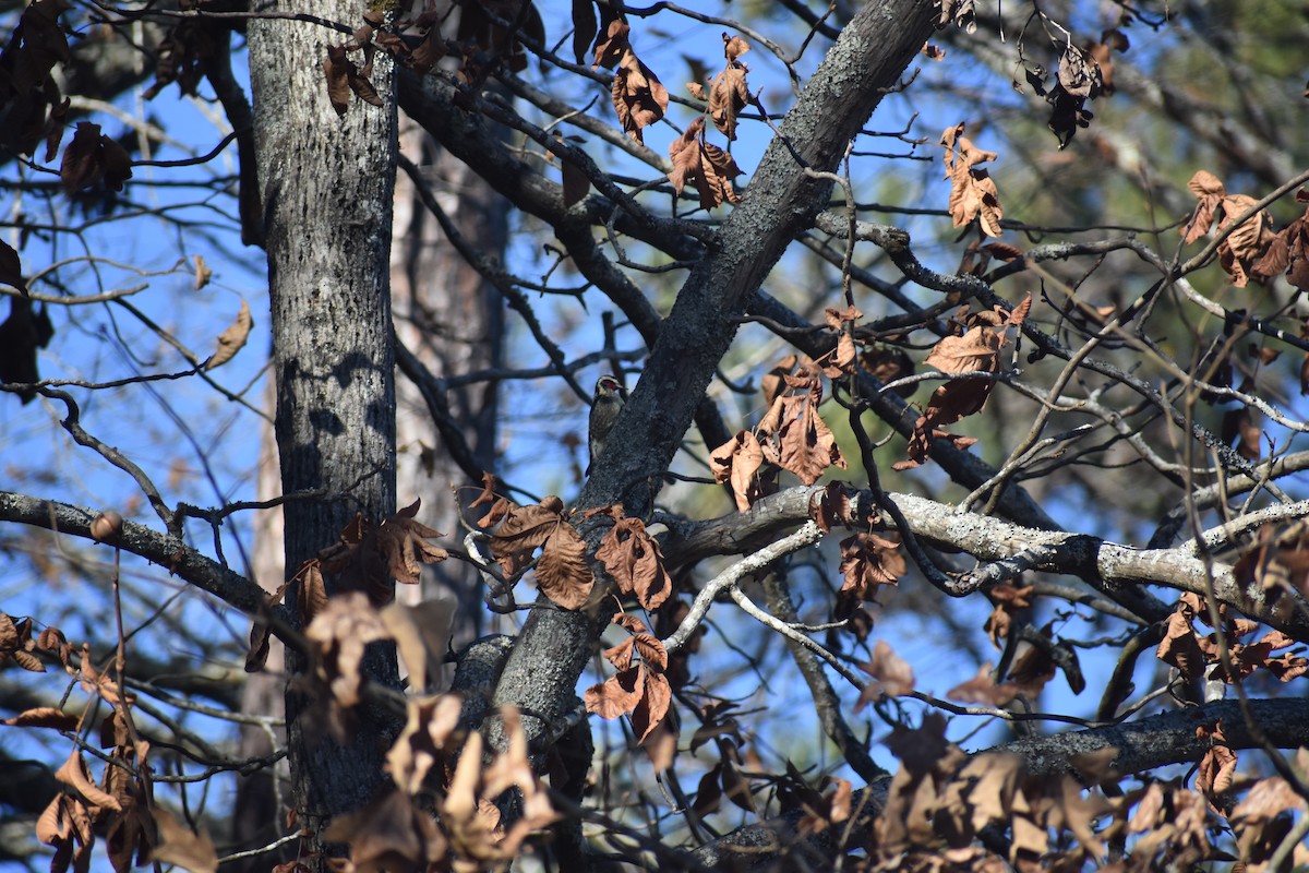 シルスイキツツキ - ML647223452