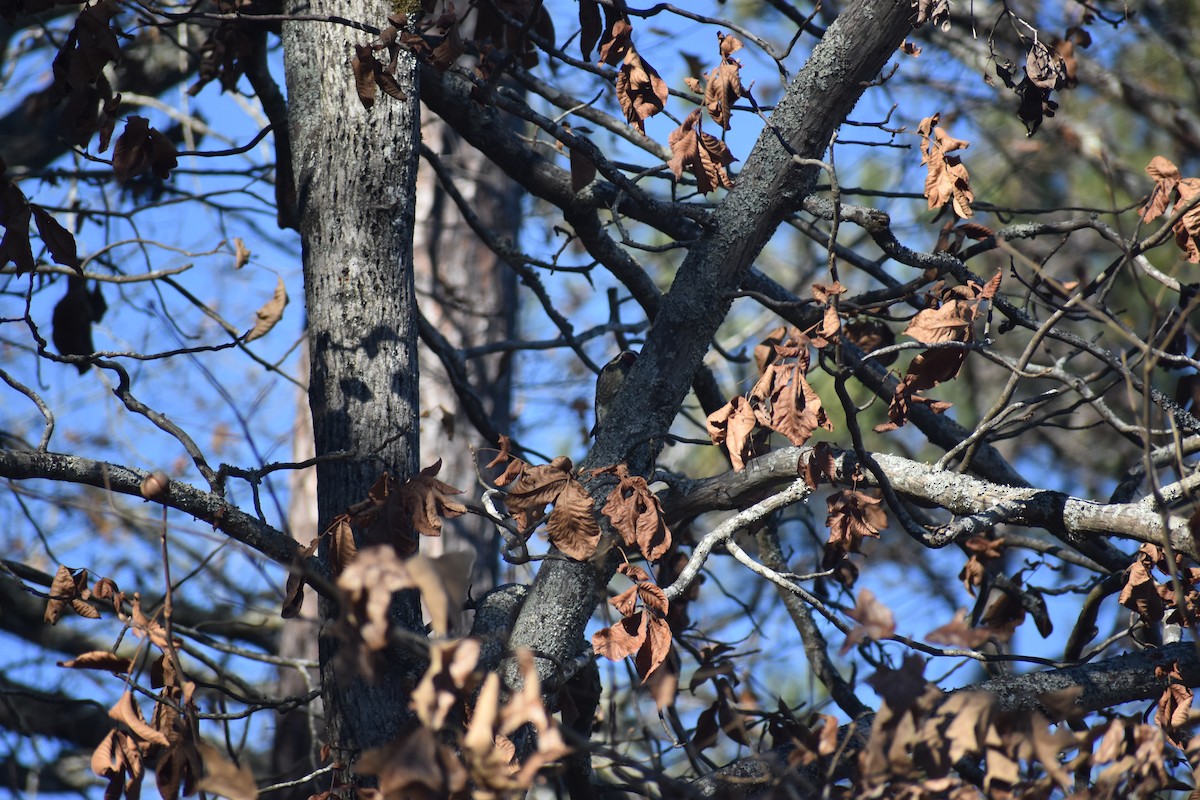 シルスイキツツキ - ML647223453