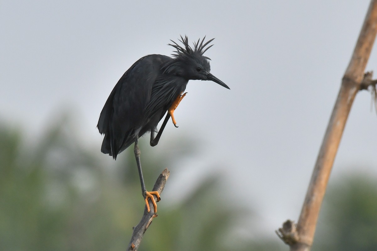 クロコサギ - ML647223454