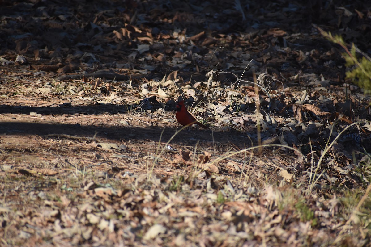 ショウジョウコウカンチョウ - ML647223458