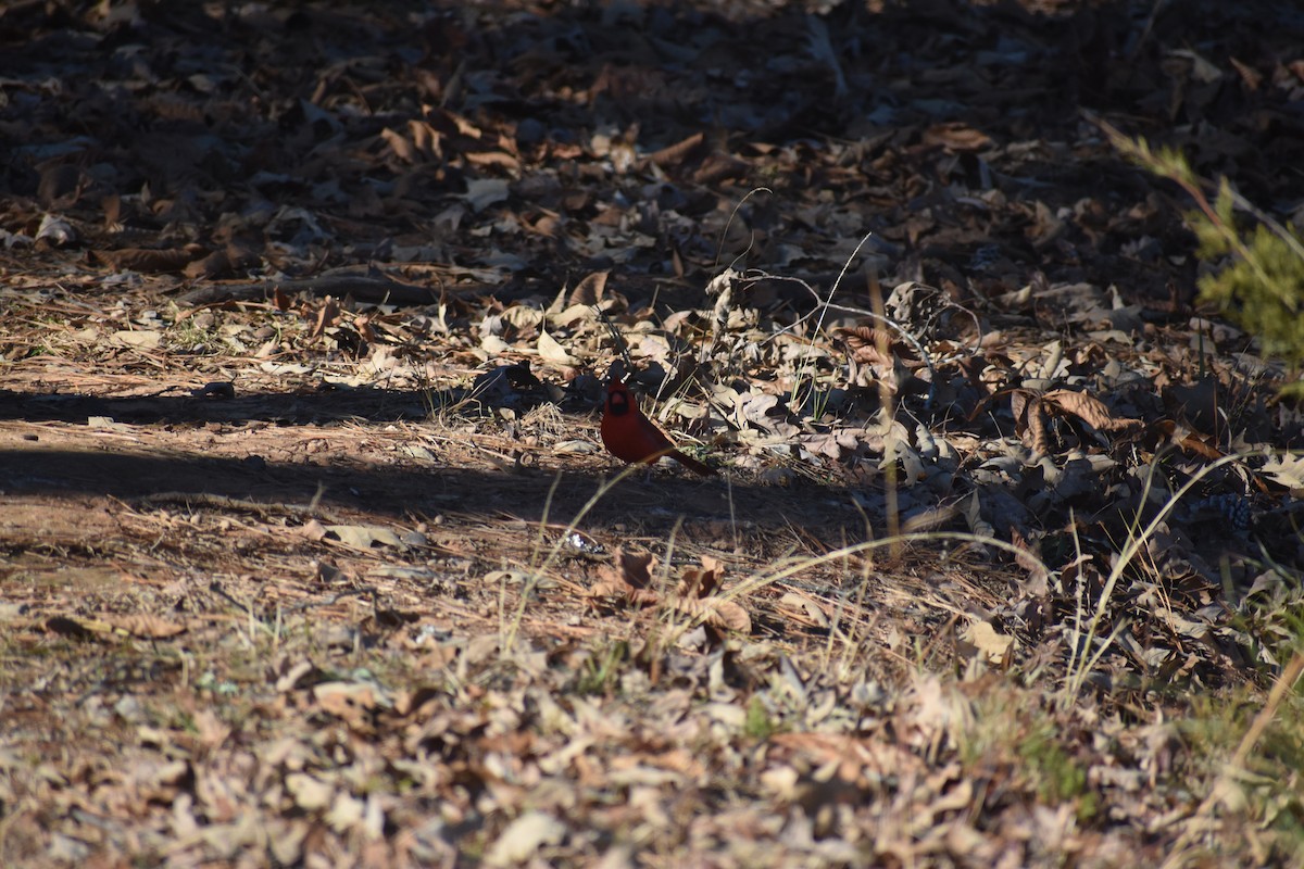 ショウジョウコウカンチョウ - ML647223459