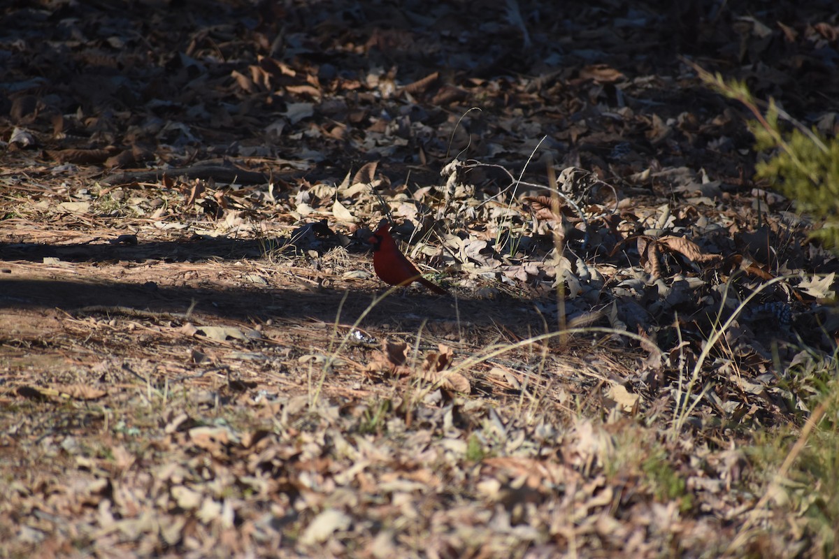 ショウジョウコウカンチョウ - ML647223460
