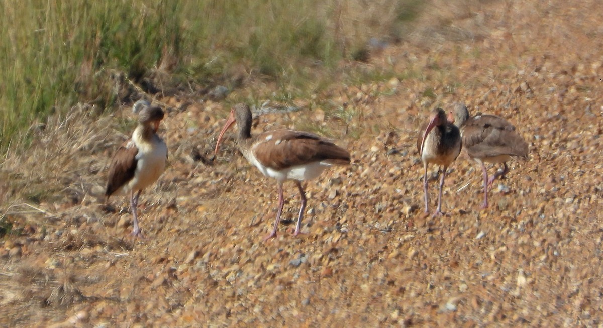 シロトキ - ML647223462