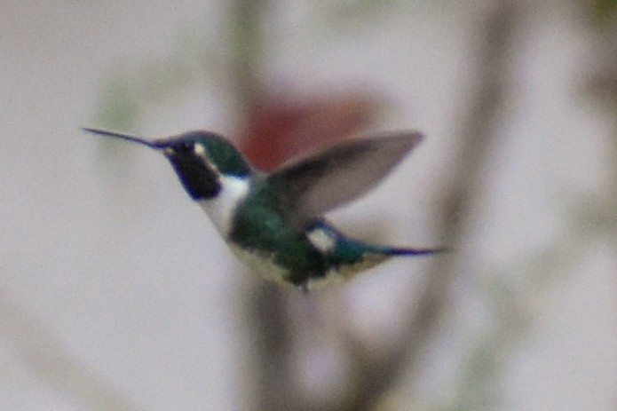 シロボシバト - ML647223464