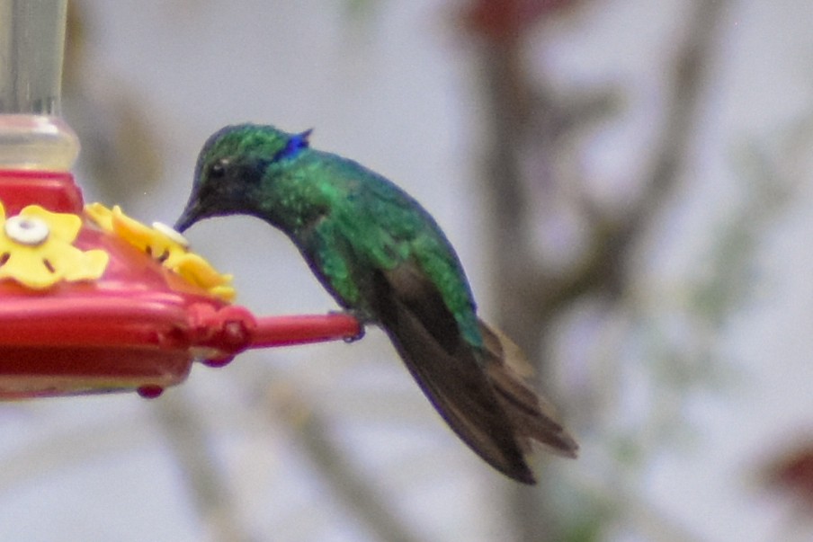 シロボシバト - ML647223465