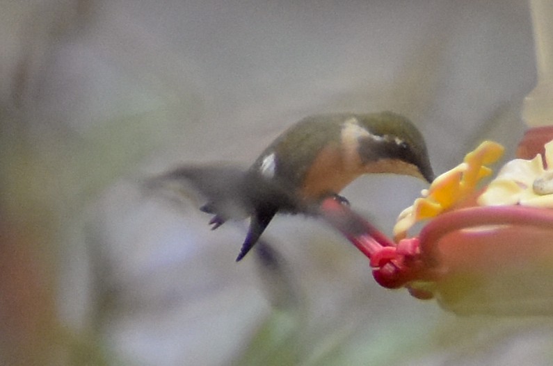 シロハラチビハチドリ - ML647223466