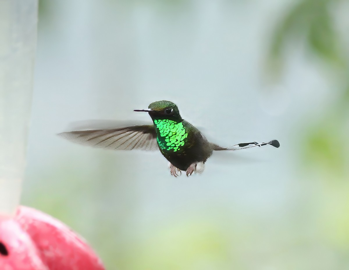 White-booted Racket-tail - ML647223468