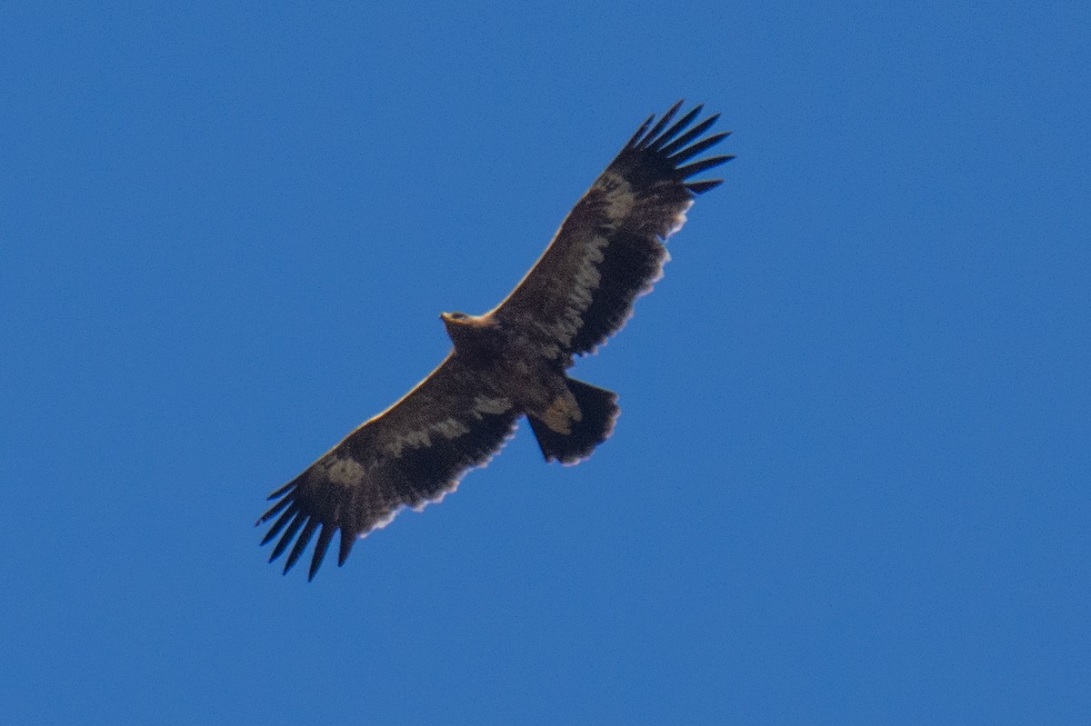 ソウゲンワシ - ML647223469