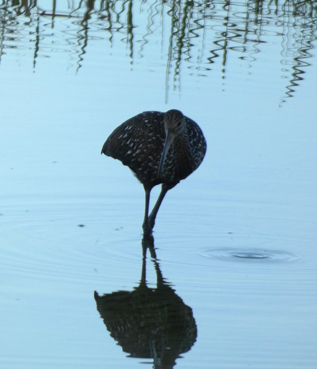 ツルモドキ - ML647223470