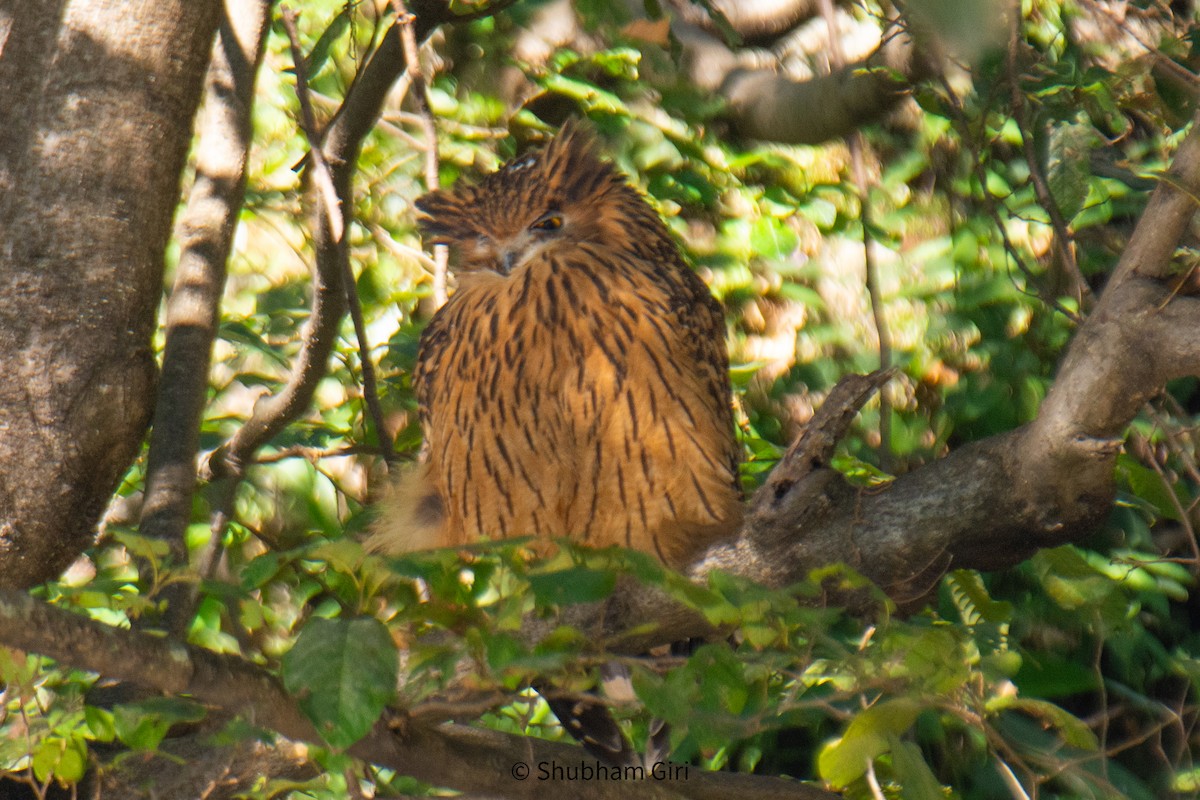 ウオミミズク - ML647223475