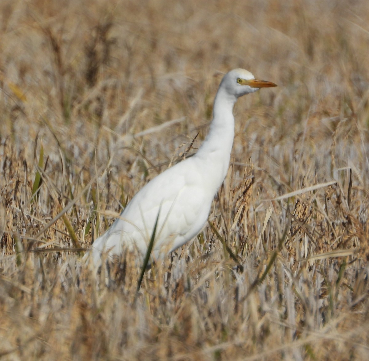 ニシアマサギ - ML647223476
