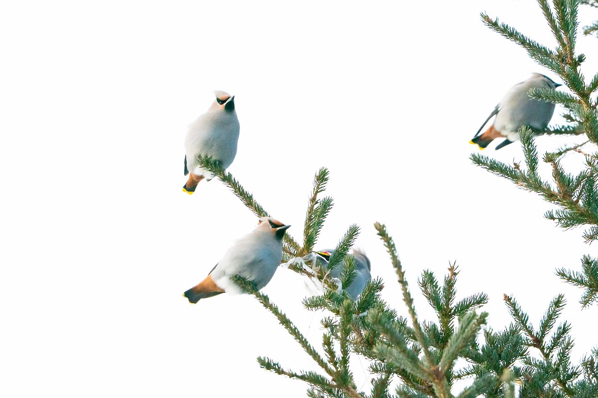 Seidenschwanz - ML647223478