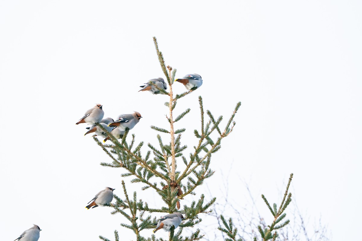 Seidenschwanz - ML647223479