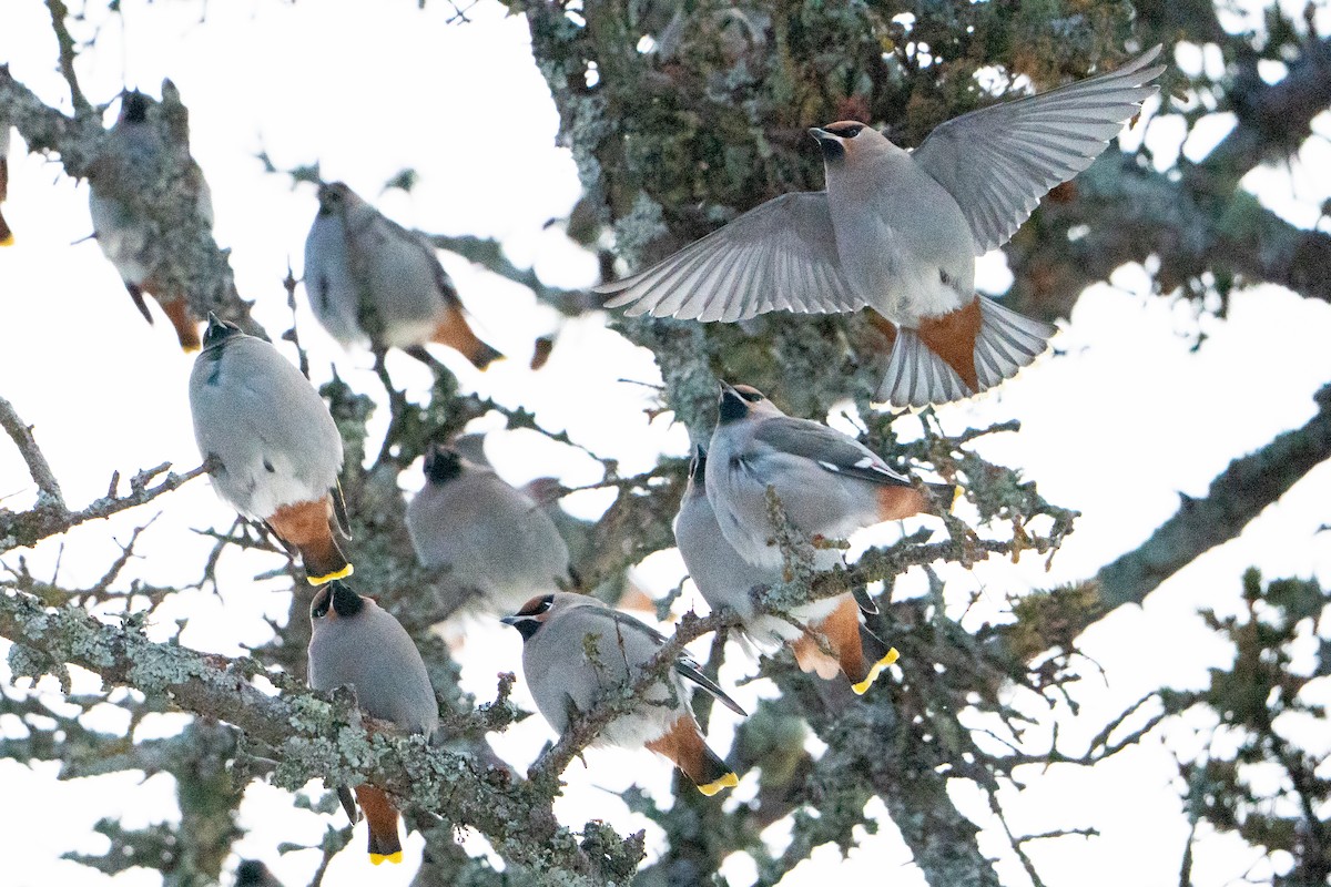 Seidenschwanz - ML647223480