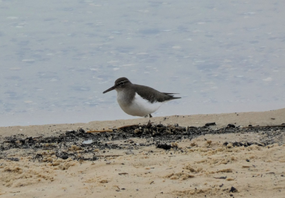 アメリカイソシギ - ML647223481