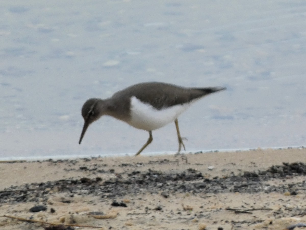 アメリカイソシギ - ML647223482